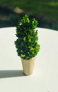 Boxwood Topiary (small)