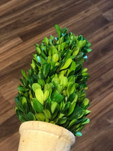 Load image into Gallery viewer, Boxwood Topiary (small)